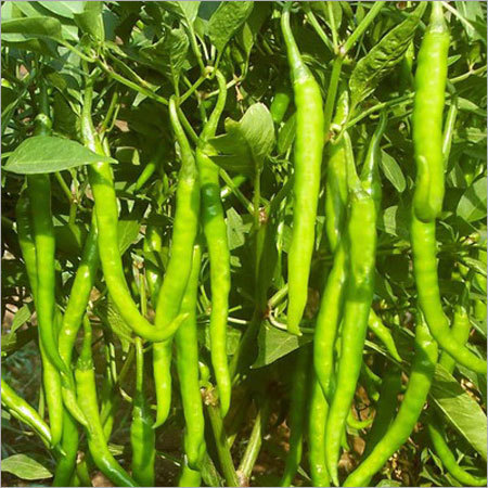 हरी मिर्च बीज