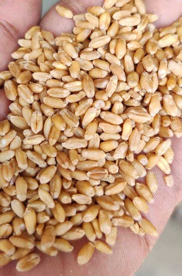 Premium Wheat Whole Grains