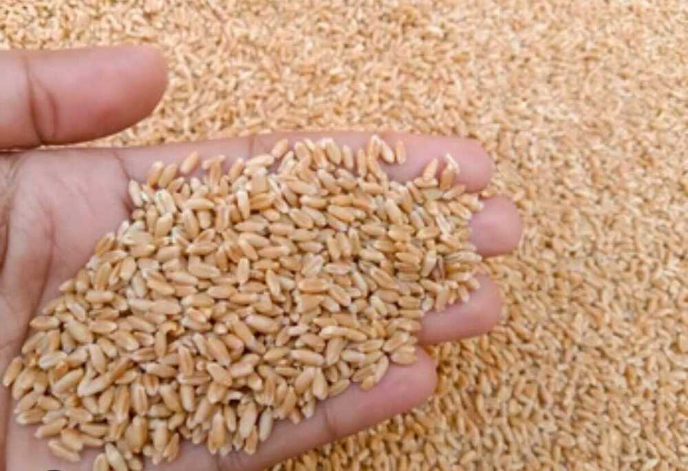 Premium Wheat Whole Grains