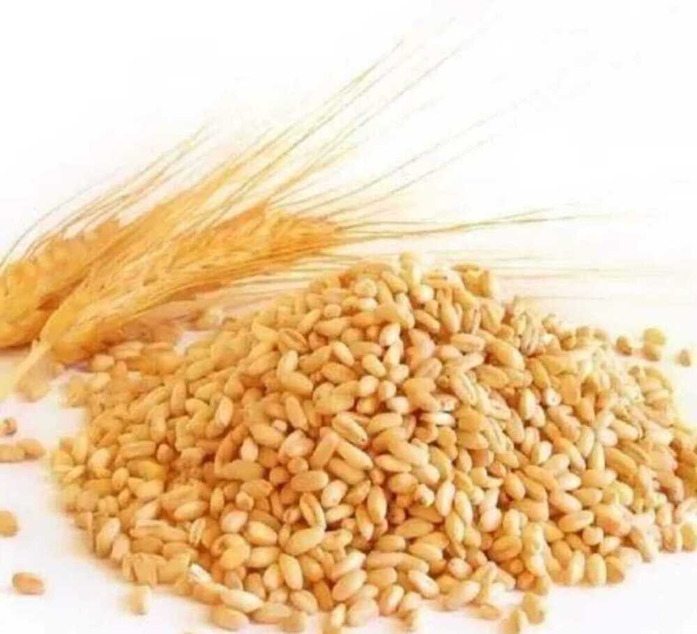Premium Wheat Whole Grains
