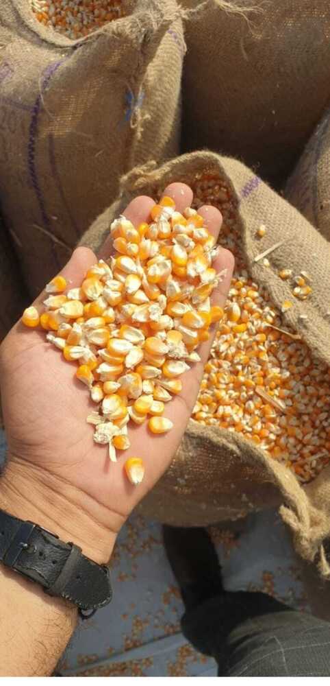 Yellow Maize Grains - Cultivation Type: Organic