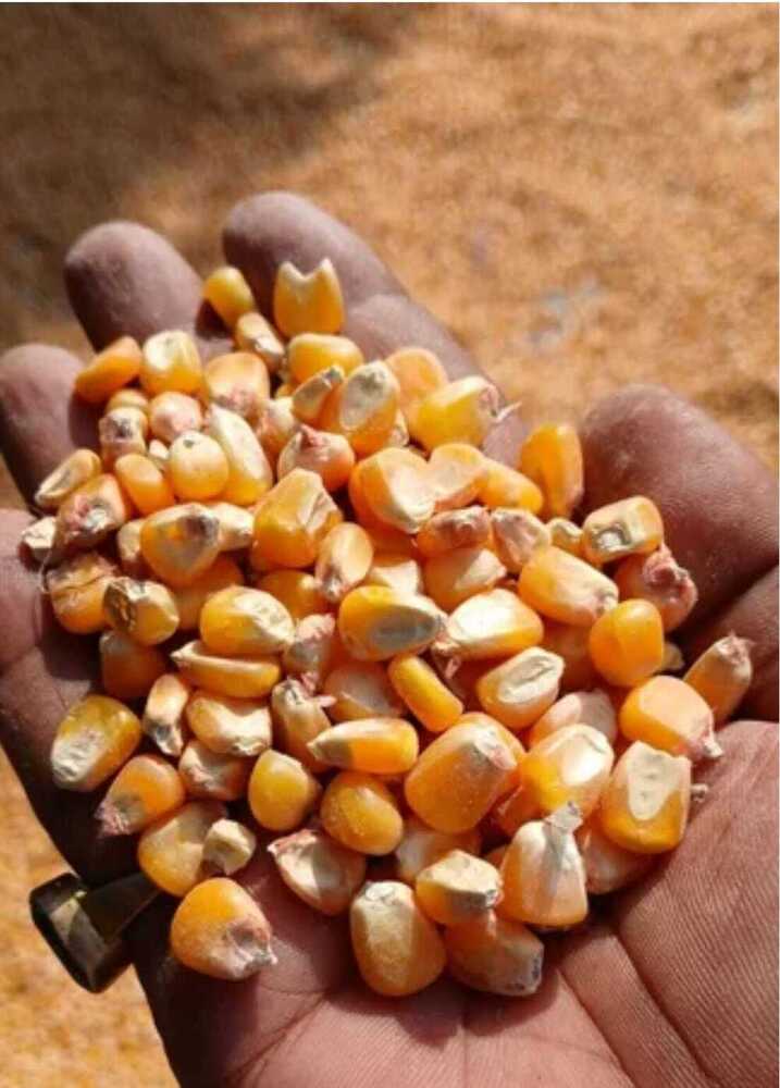 Yellow Maize Grains - Cultivation Type: Organic