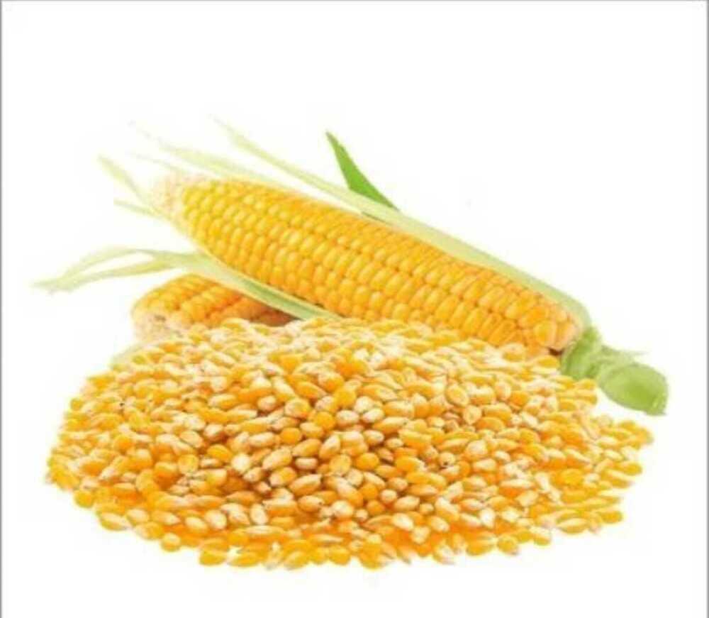 Yellow Maize Grains - Cultivation Type: Organic