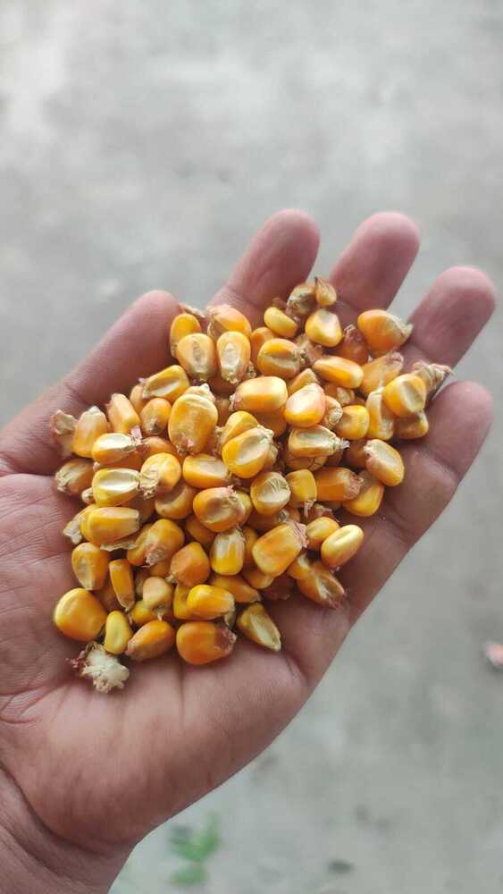 Yellow Maize Grains - Cultivation Type: Organic