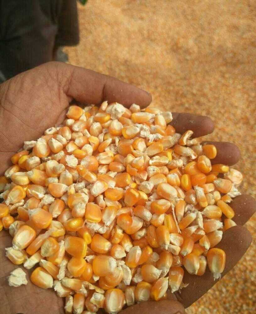 Yellow Maize Grains - Cultivation Type: Organic