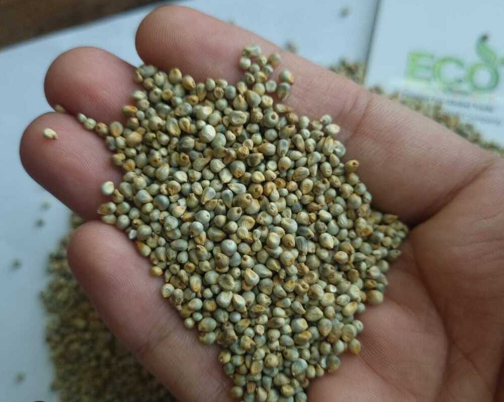 Natural Pearl Millet Grains