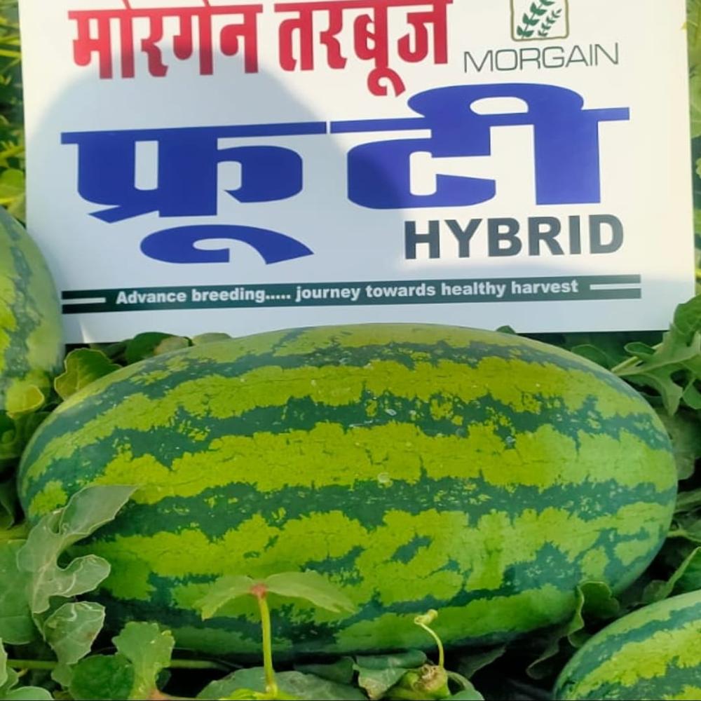 Watermelon F1 Fruiti 