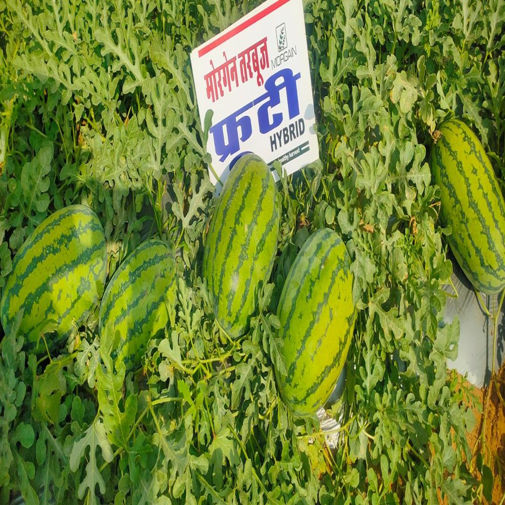 Watermelon F1 Fruiti 