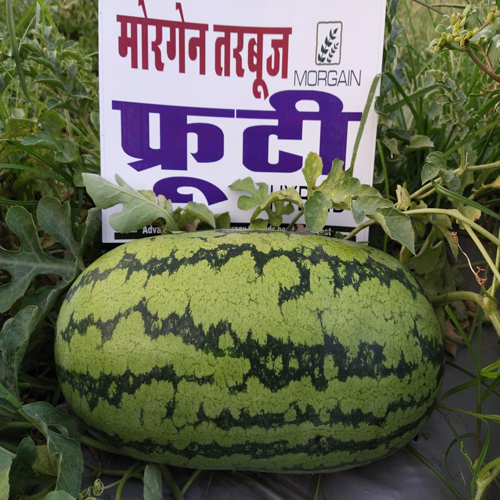 Watermelon F1 Fruiti 