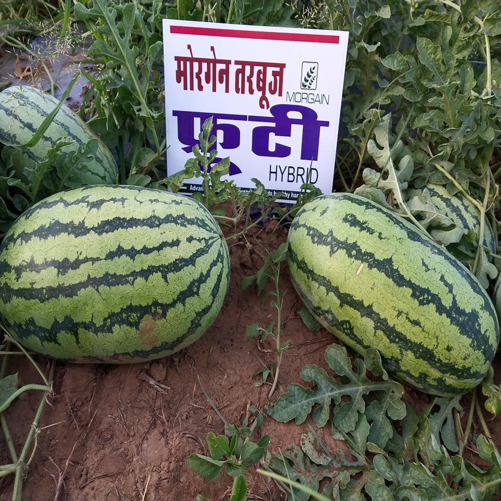Watermelon F1 Fruiti 
