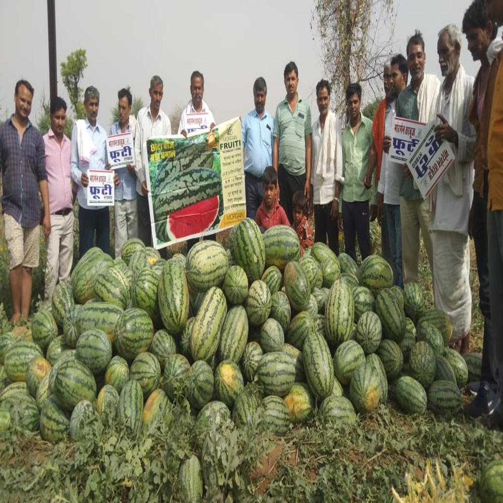 Watermelon F1 Fruiti 