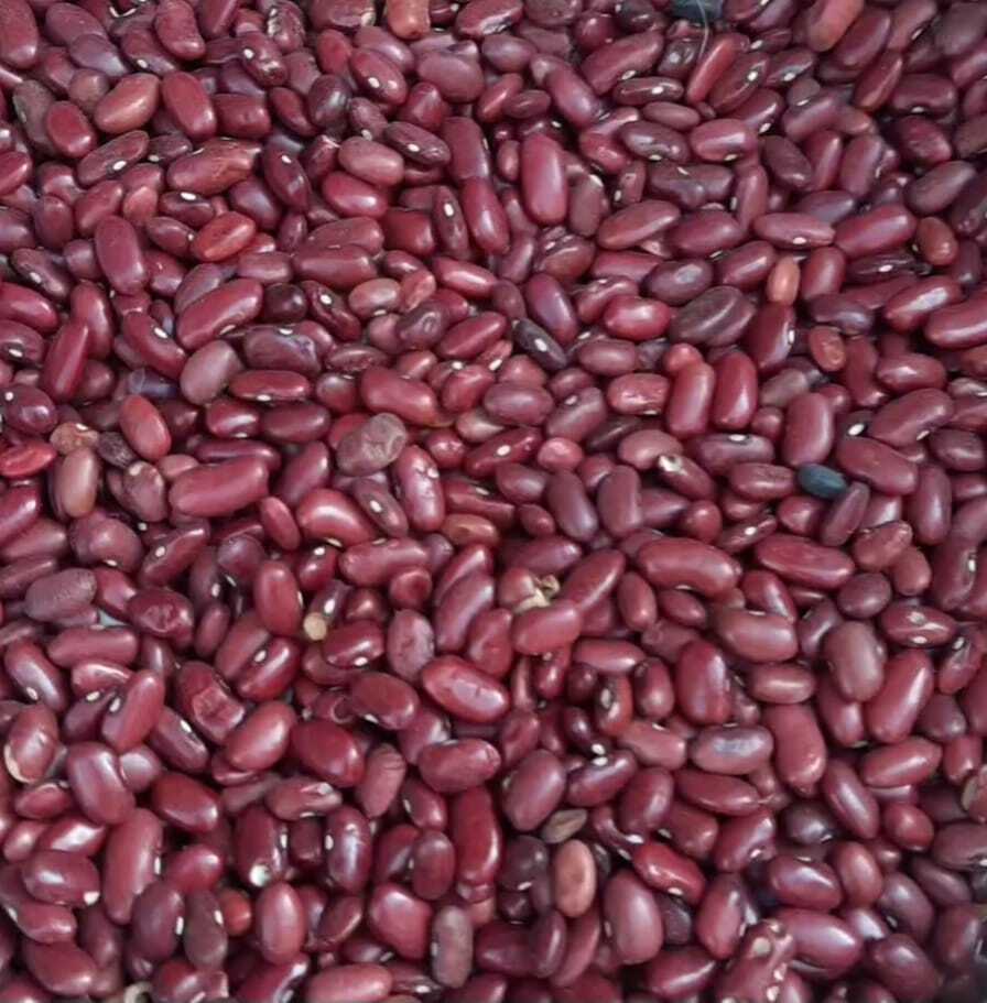 Kashmiri Kidney Beans - Cultivation Type: Organic
