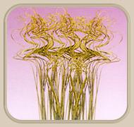 टिंग टिंग कर्ली