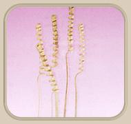 कैने स्प्रिंग