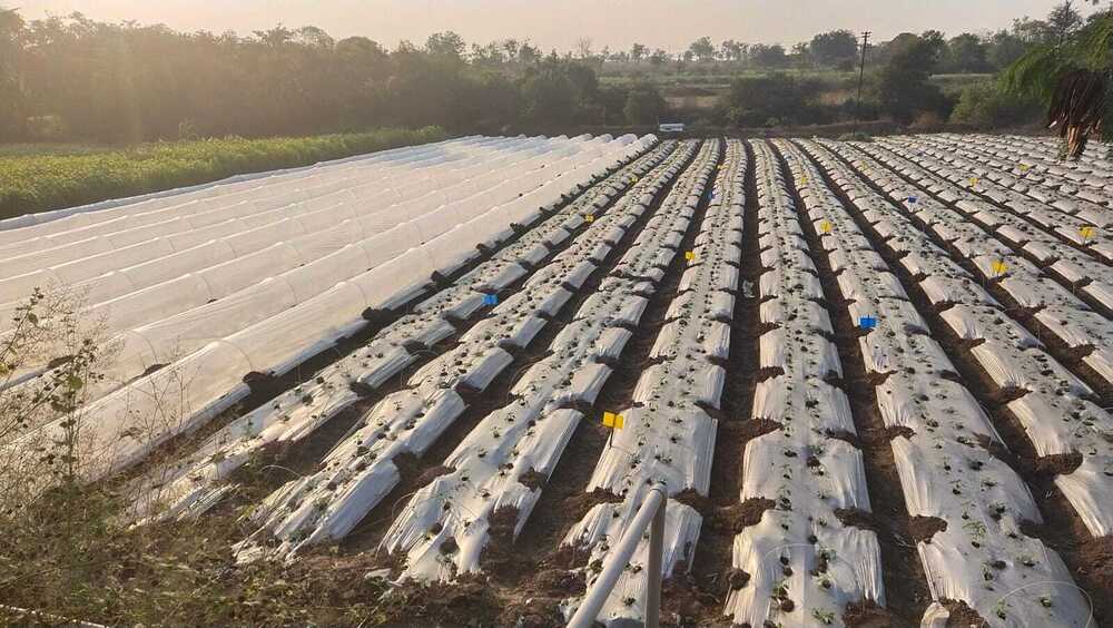 Crop Cover - Advantage: Protection