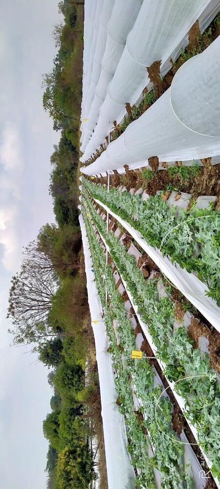 Crop Cover - Advantage: Protection