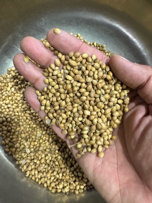 Dhaniya / coriander seeds