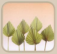 पाम स्टीक