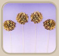 अर्जुन बॉल