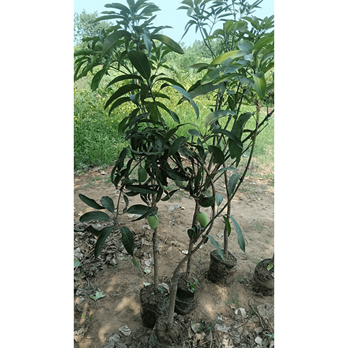 Mango Plant - Breed: Grafted/Hybrid