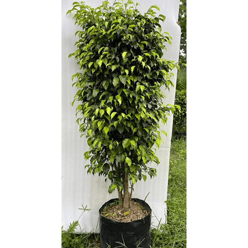 Black Ficus - Breed: Organic