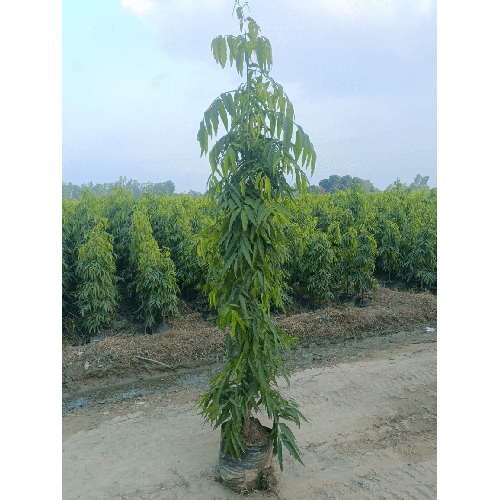 Ashok Pendola Plant - Breed: Hybrid