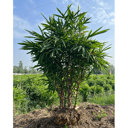 Budhdha Bambu Plant - Breed: Indoor Decorative