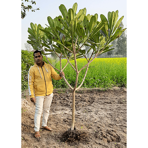 Champa Alba Plant - Breed: Grafted
