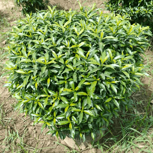 Dwarf Chandni Ball Plant - Breed: Hybrid