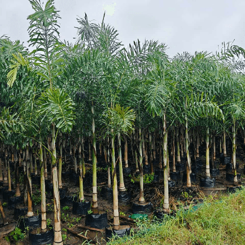 Foxtail Palm Plant - Breed: Wodyetia Bifurcata