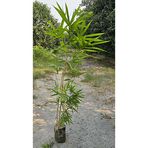 Golden Bamboo Plant