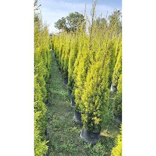 Golden Saipras Plant - Breed: Evergreen