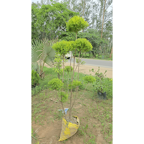 Golden Tapori Plant - Breed: Ornamental Shrub
