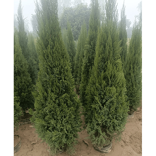 Juniper Plant - Breed: Native/Nursery Grown
