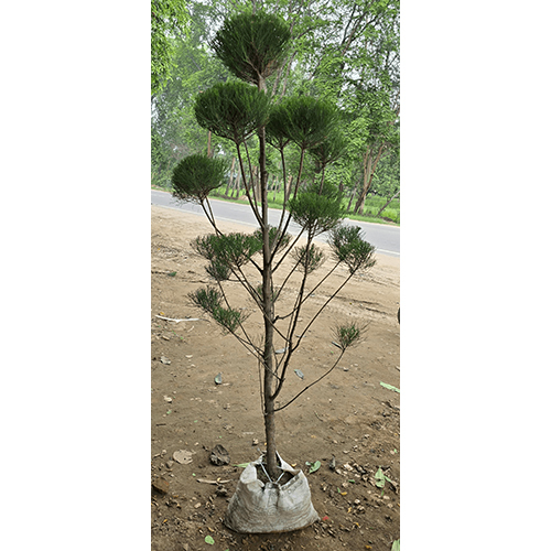 Kejorina Tapori Plant