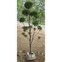 Kejorina Tapori Plant