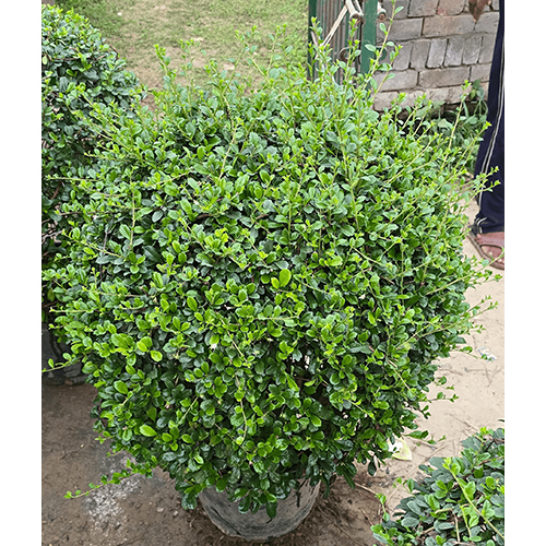 Malpighia Ball Plant - Breed: Hybrid