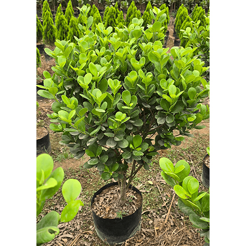 Moclame Ficus Ball Plant - Breed: Ornamental Indoor