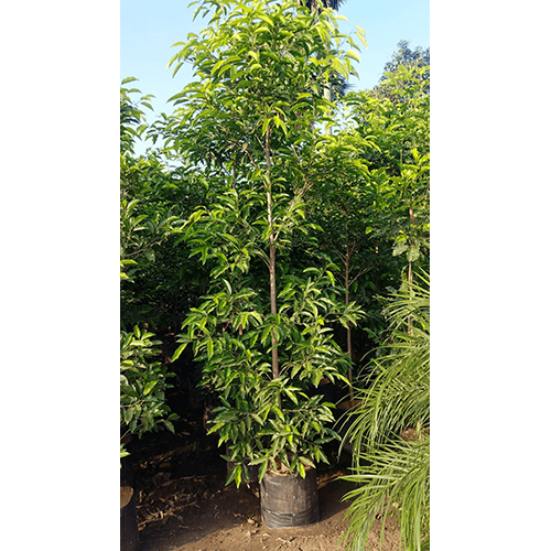 Moulsari Plant - Breed: Native