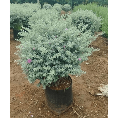 Nikodia Ball Plant - Breed: Hybrid