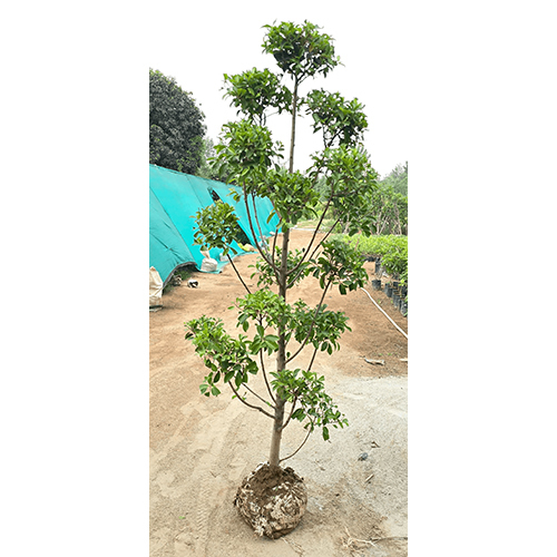Latusa Tapori Plant