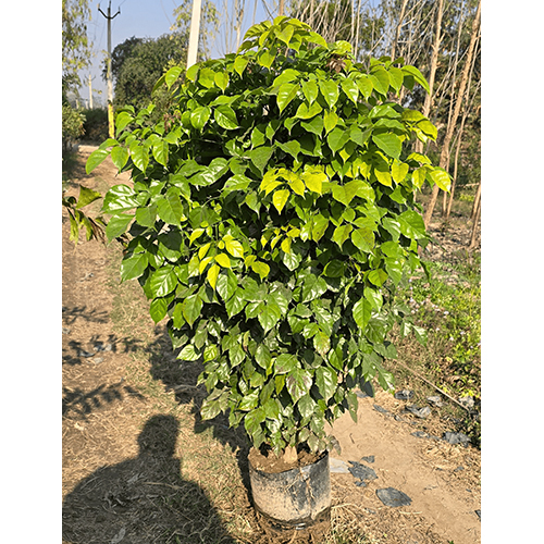 Red Machira Plant - Breed: Ornamental