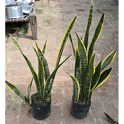 Sansevieria Snake Plant