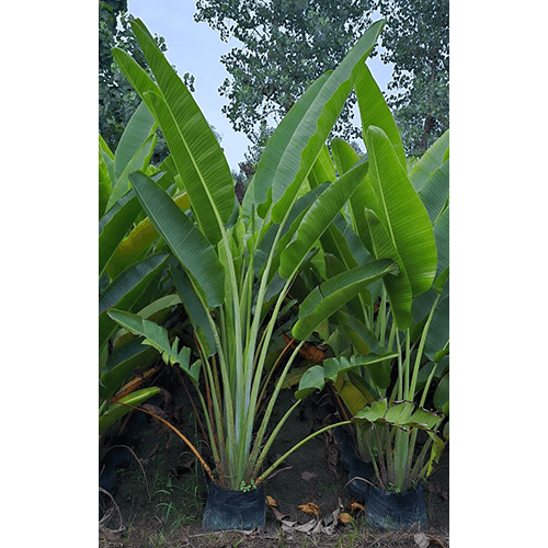 Tevlar Pam Plant
