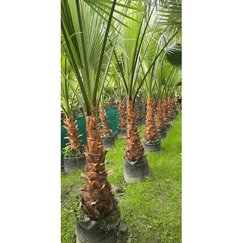 Washing Toniya Plant - Breed: Hybrid