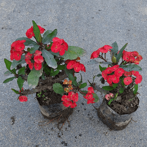 Youforbiya Mili Plant