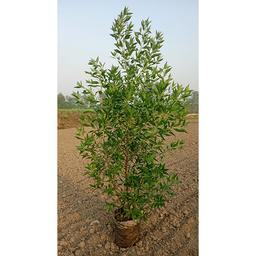 Conocarpus Plant - Breed: Natural