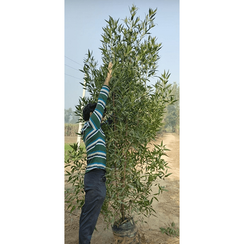 Conocarpus Plant - Breed: Natural