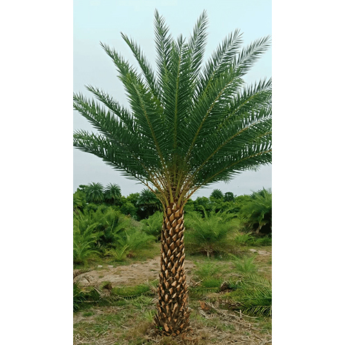 Date Palm Plant - Breed: Hybrid