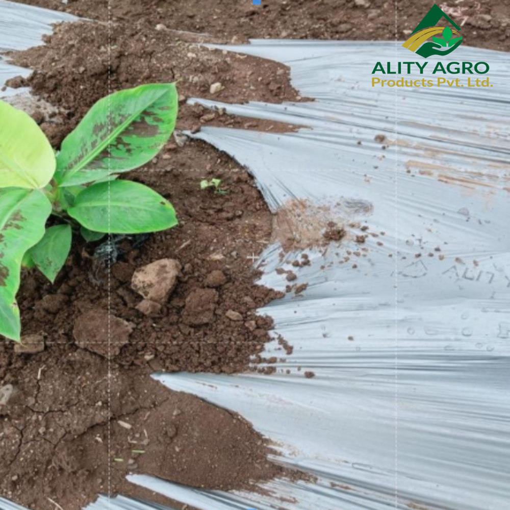 Light Quality Mulching Paper - Advantage: Reduces Soil Temperature (Cooling Effect)